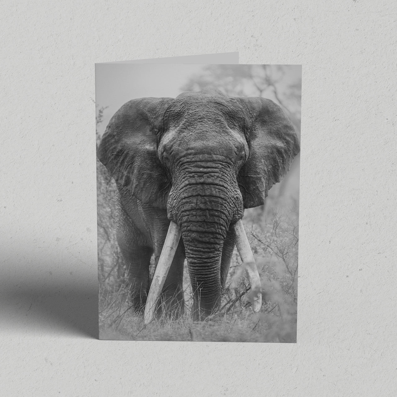 Land Gift Pack of 10 Greeting Cards