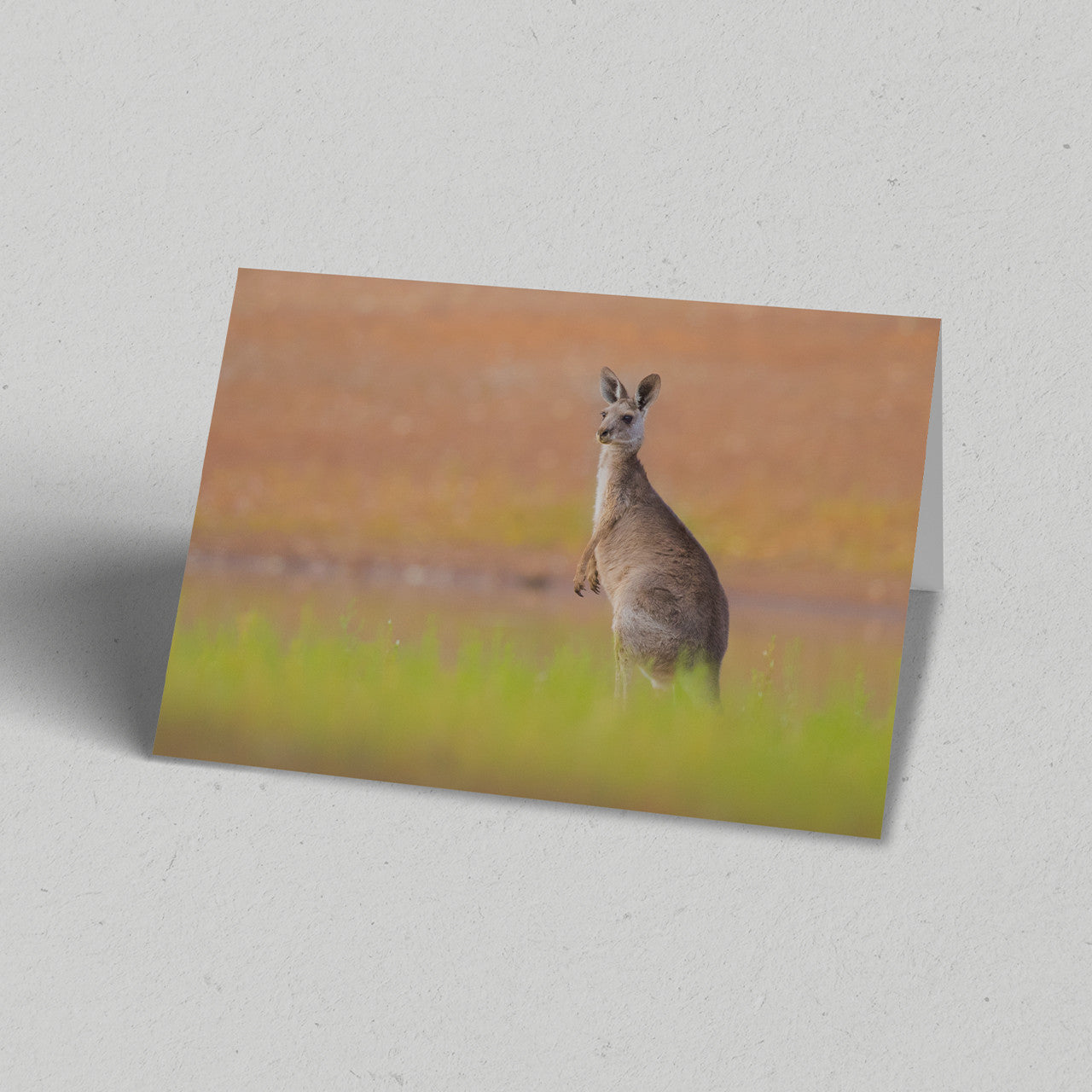 Land Gift Pack of 10 Greeting Cards