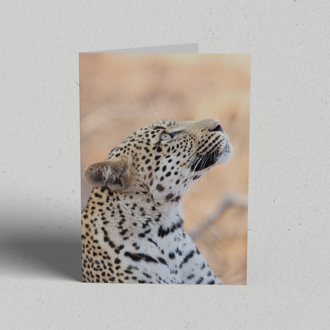 Land Gift Pack of 10 Greeting Cards