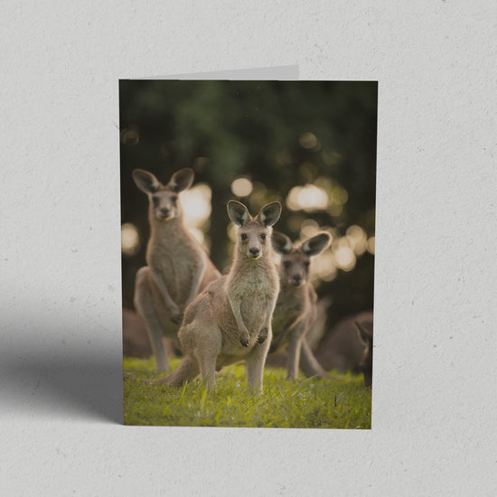 Land Gift Pack of 10 Greeting Cards