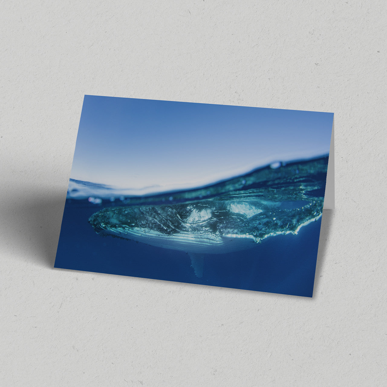 Whale at Surface Greeting Card