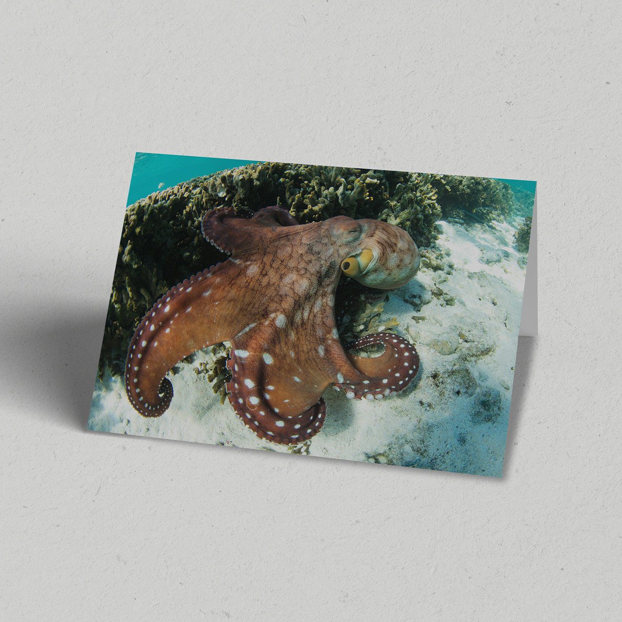 Octopus Greeting Card