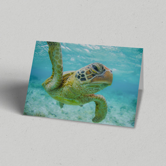 Turtle Close Up Greeting Card