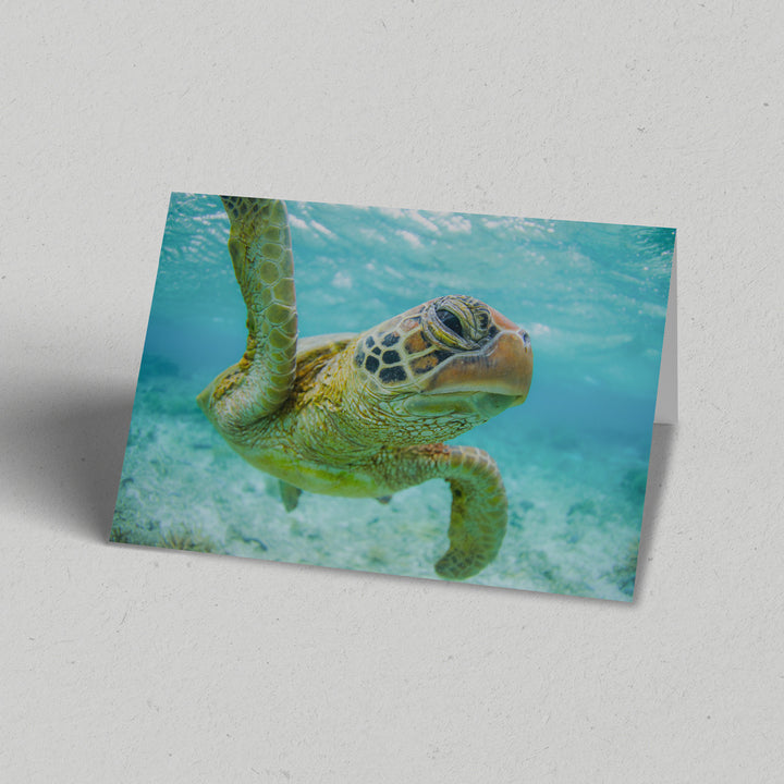 Turtle Close Up Greeting Card