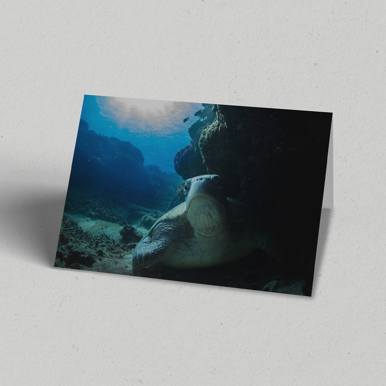 Hidden Turtle Greeting Card
