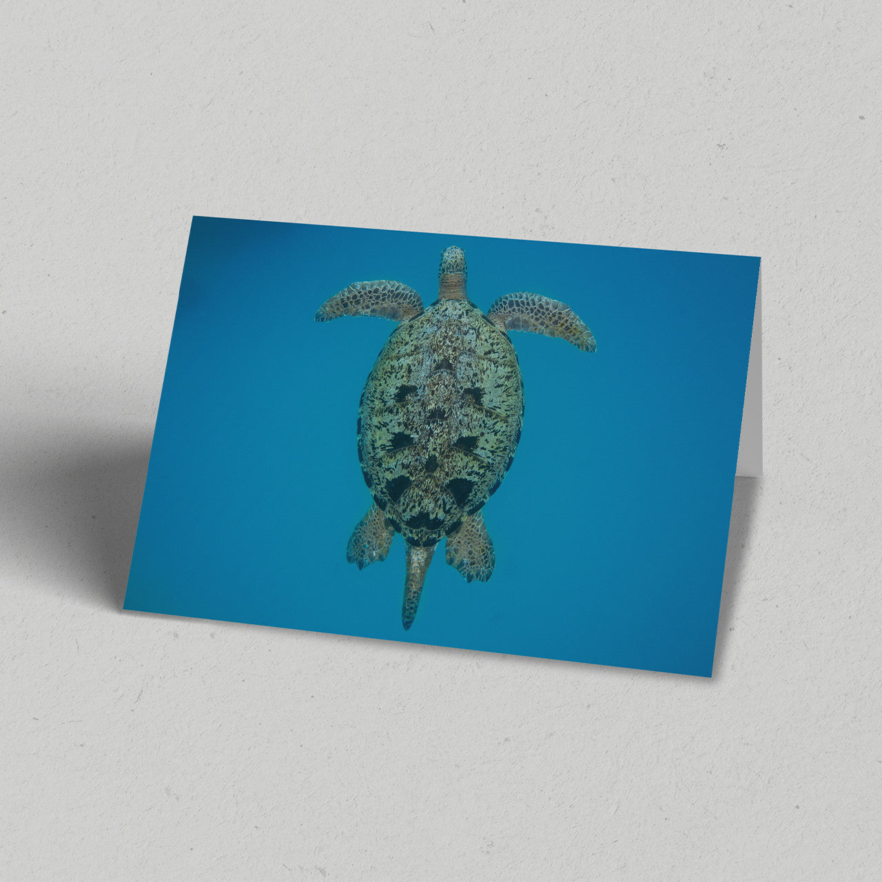 Turtle from Above Greeting Card