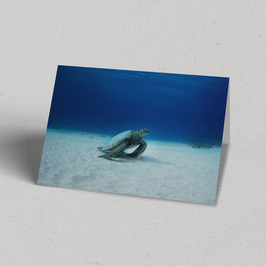 Turtle on Sea Floor Greeting Card