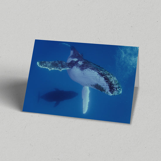 Whale Bubbles Greeting Card