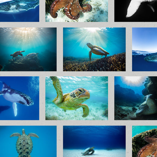 Ocean Gift Pack of 10 Greeting Cards