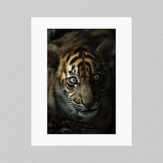 Curious Cub 10GP Matte Print