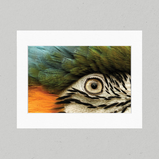 Living Rainbow 32GL Matte Print