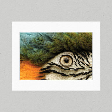 Living Rainbow 32GL Matte Print
