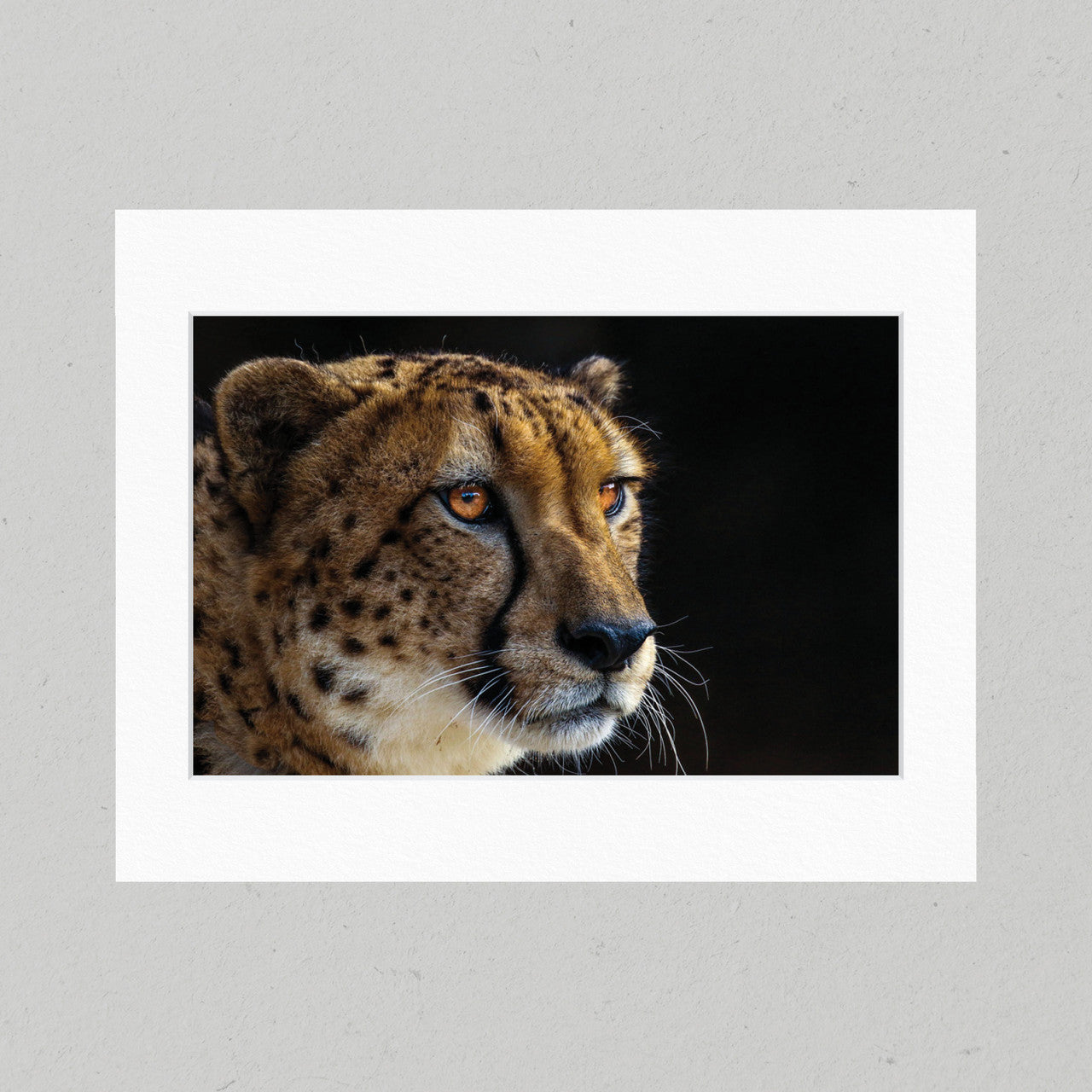Cheeky Cheetah 30GL Matte Print