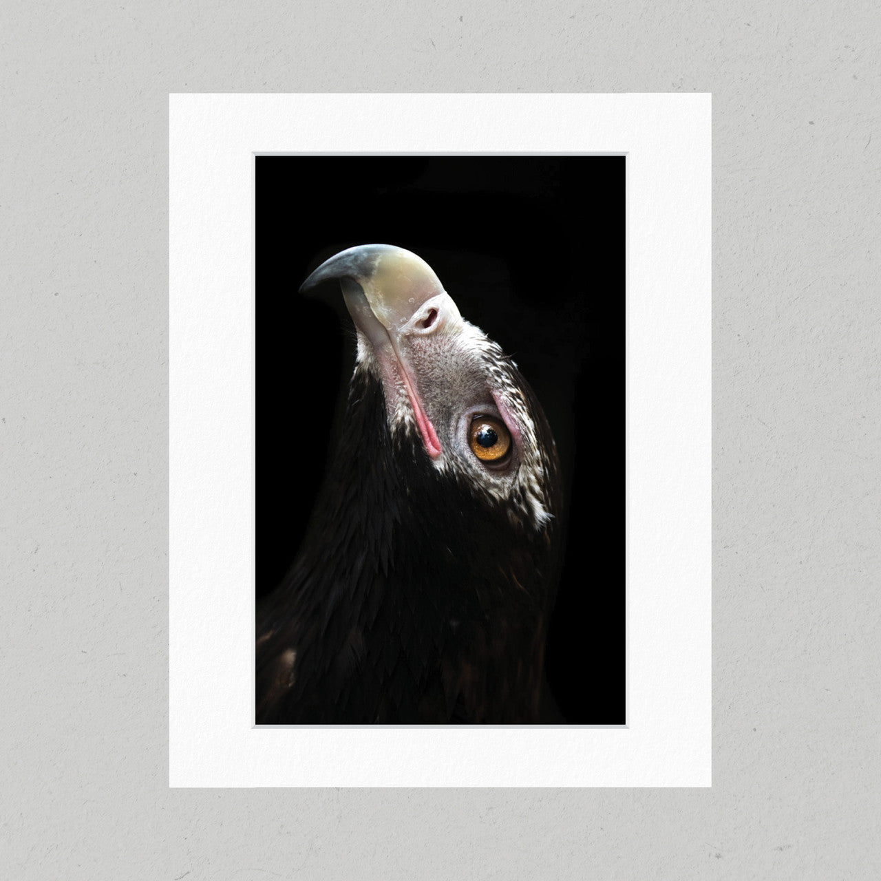 Wedge-tailed Eagle 20GP Matte Print