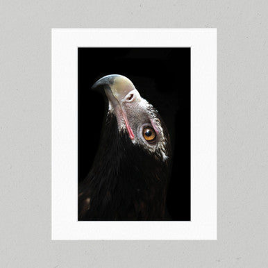 Wedge-tailed Eagle 20GP Matte Print