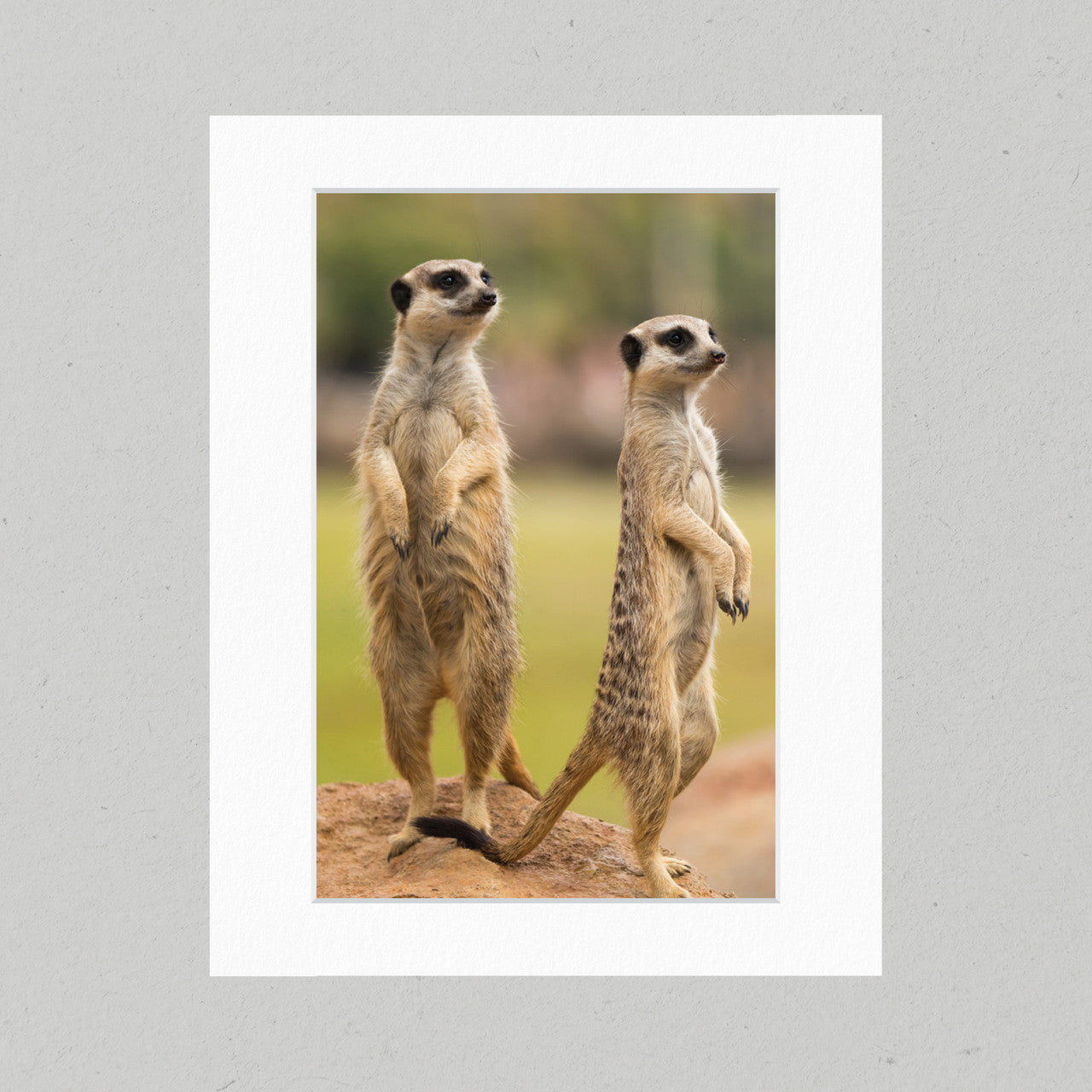 On The Lookout 11GP Matte Print