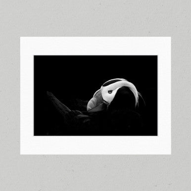 45B Tufted Puffin Matte Print