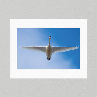 Flying Free 25GL Matte Print