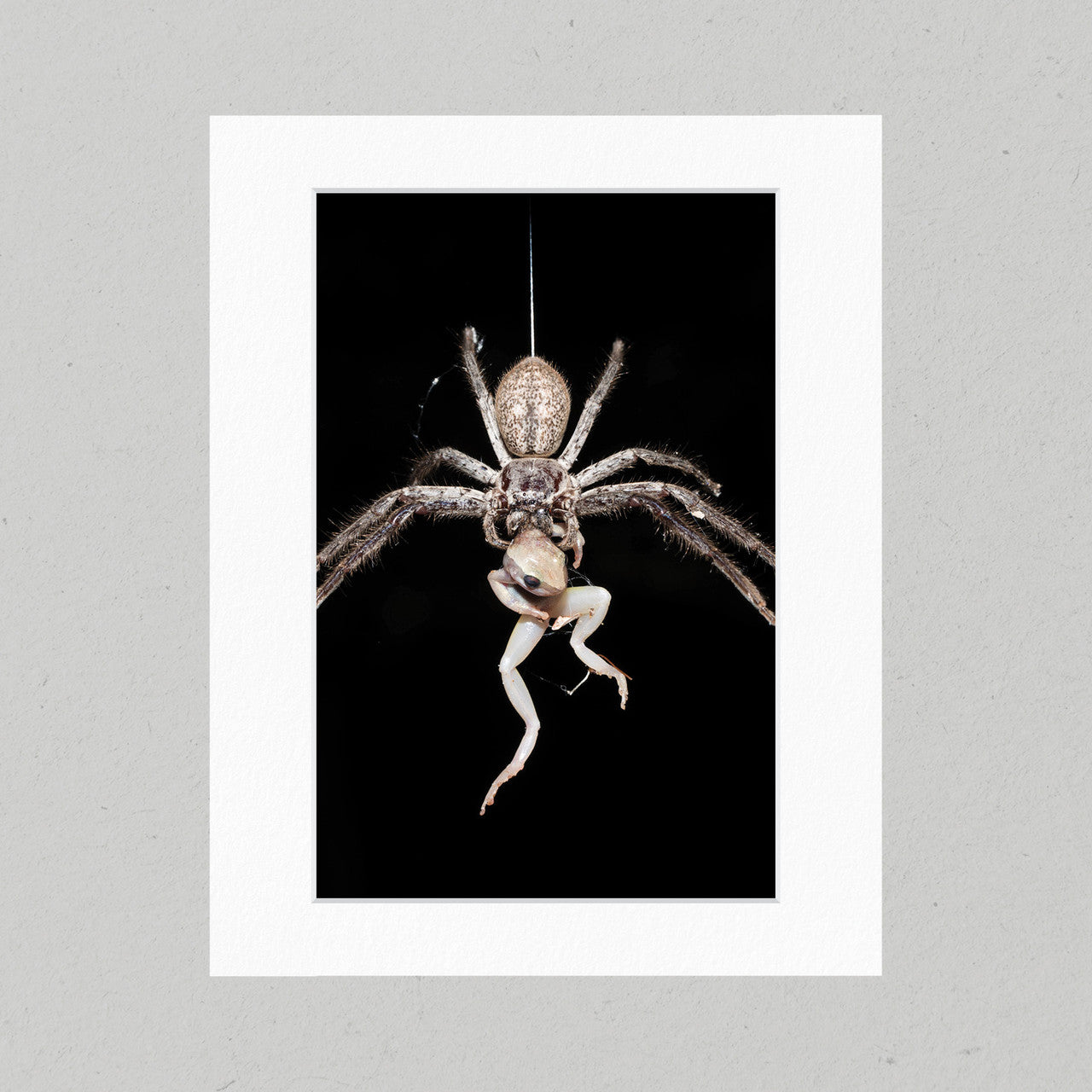 Huntsman - The Catch 15GP Matte Print