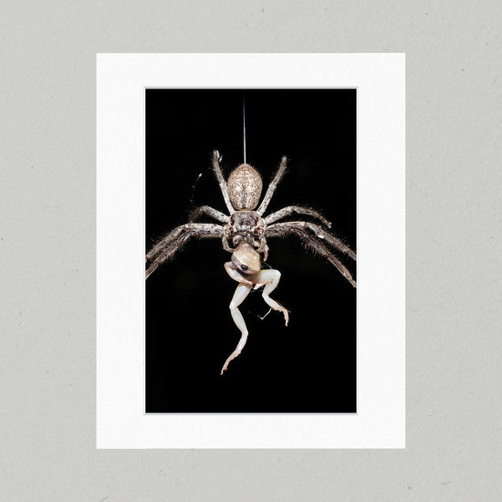 Huntsman - The Catch 15GP Matte Print