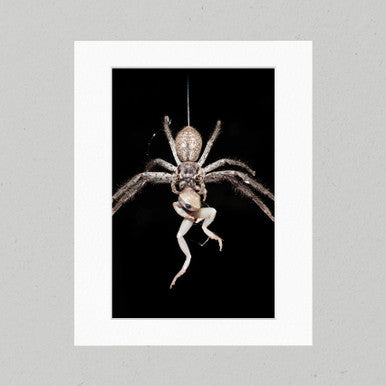 Huntsman - The Catch 15GP Matte Print