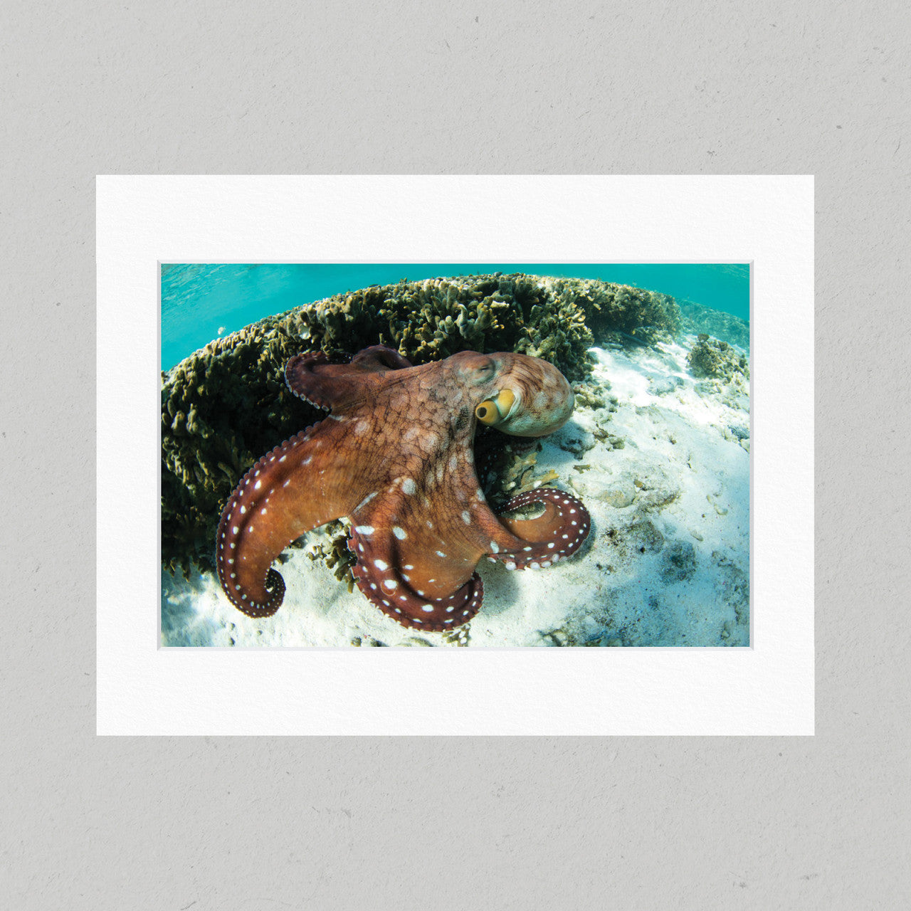 58 Day Octopus Matte Print
