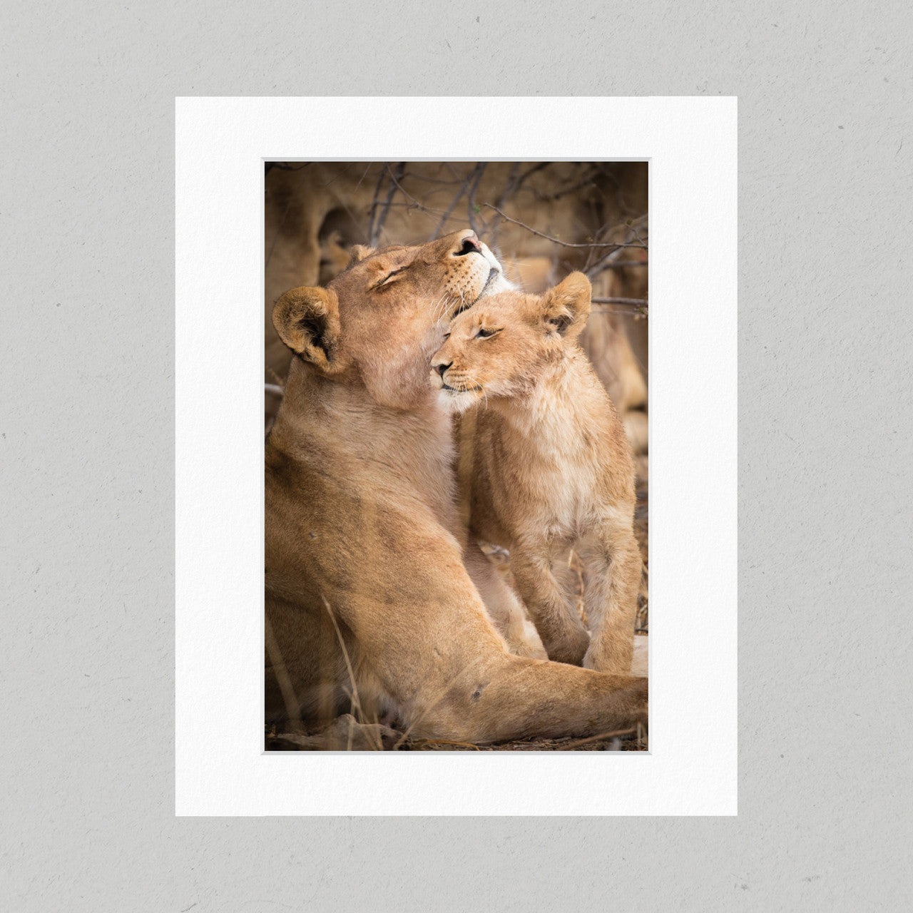 Lion Love 01GP Matte Print