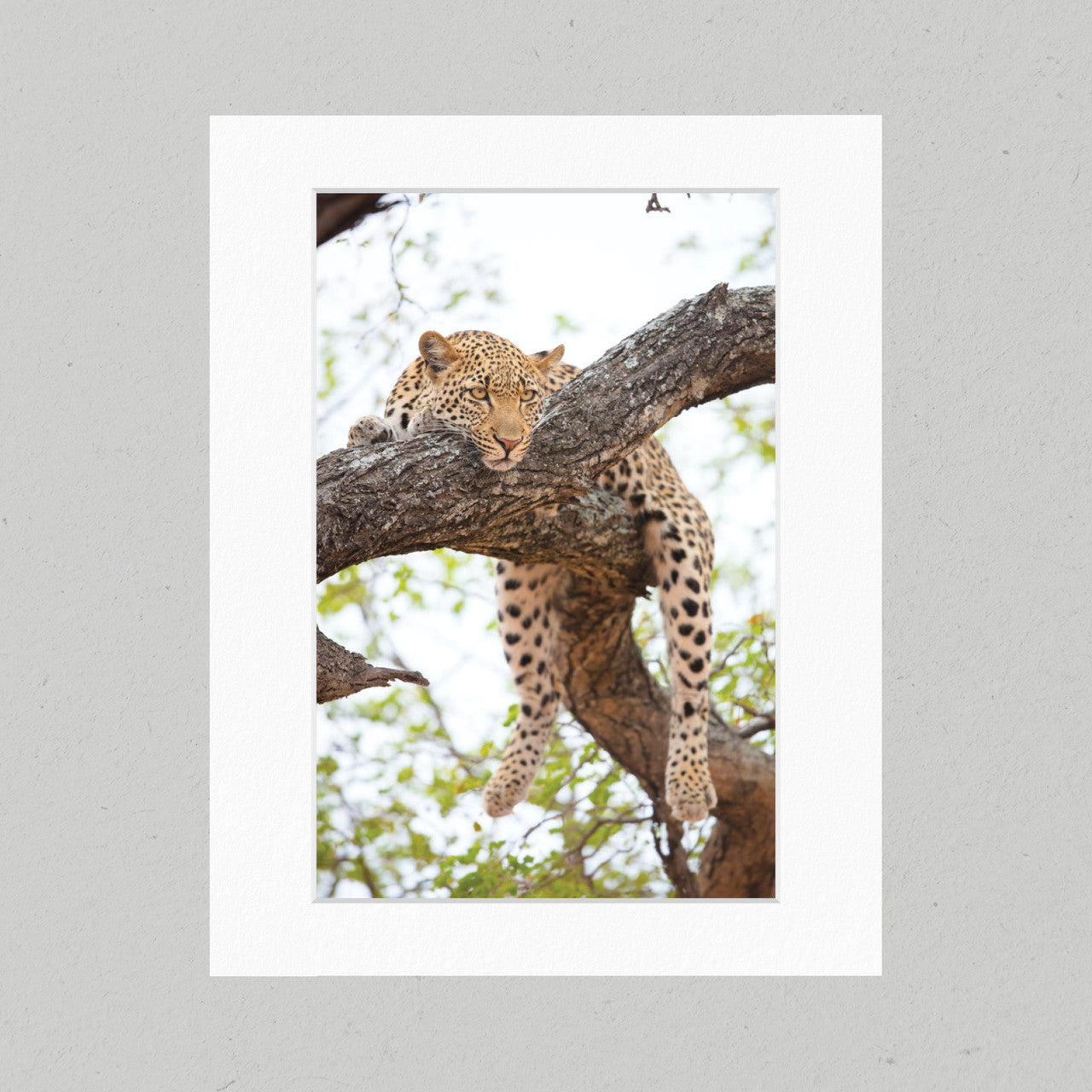 Resting Leopard 08GP Matte Print
