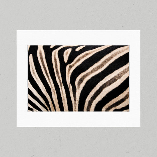 06 Zebra Matte Print