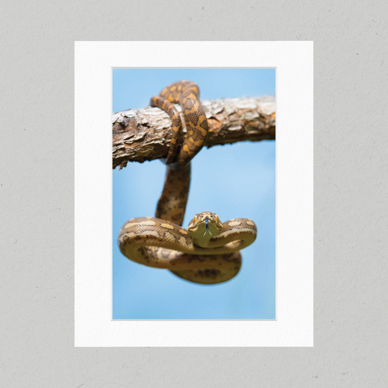 15C Carpet Python Matte Print