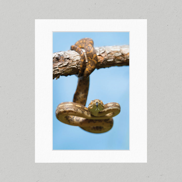 15C Carpet Python Matte Print