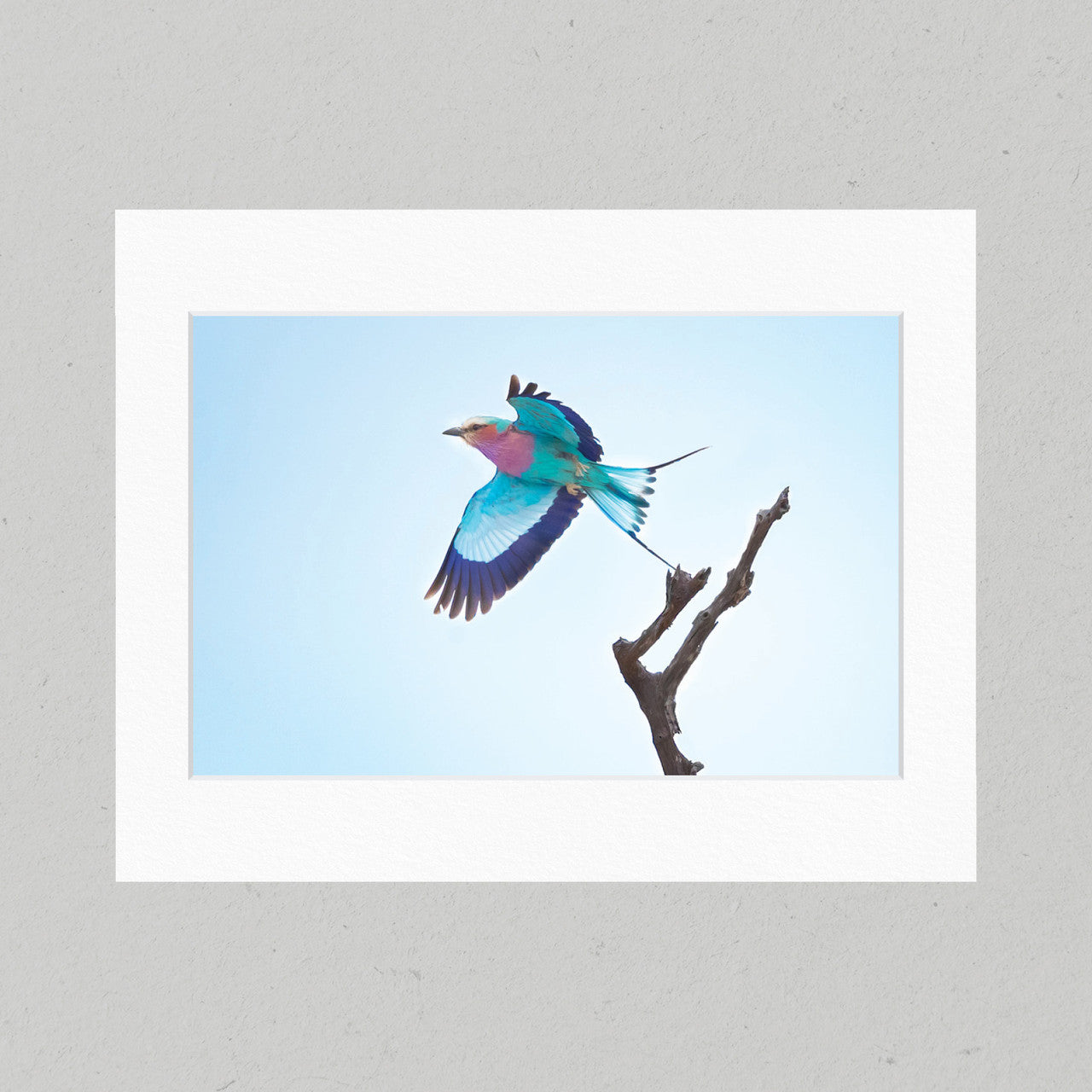 39 Lilac-breasted Roller Matte Print