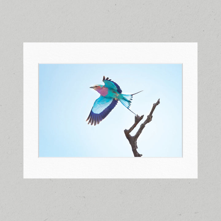 39 Lilac-breasted Roller Matte Print