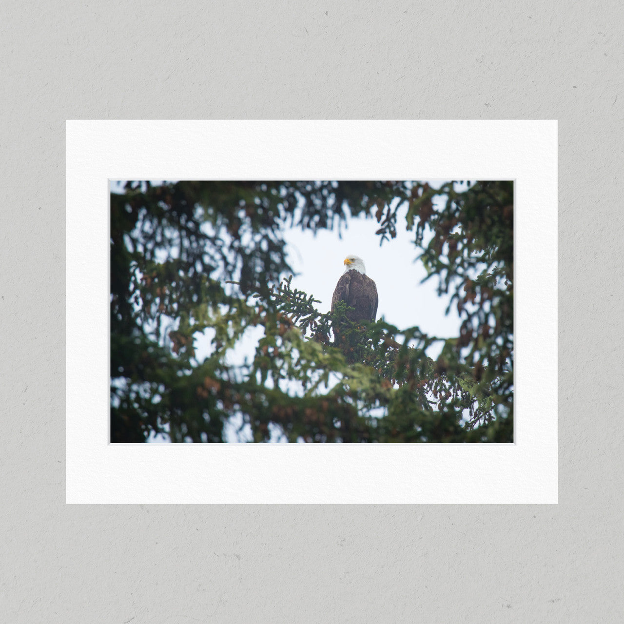 71 Bald Eagle Matte Print