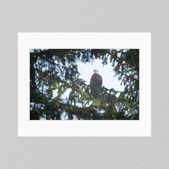 71 Bald Eagle Matte Print