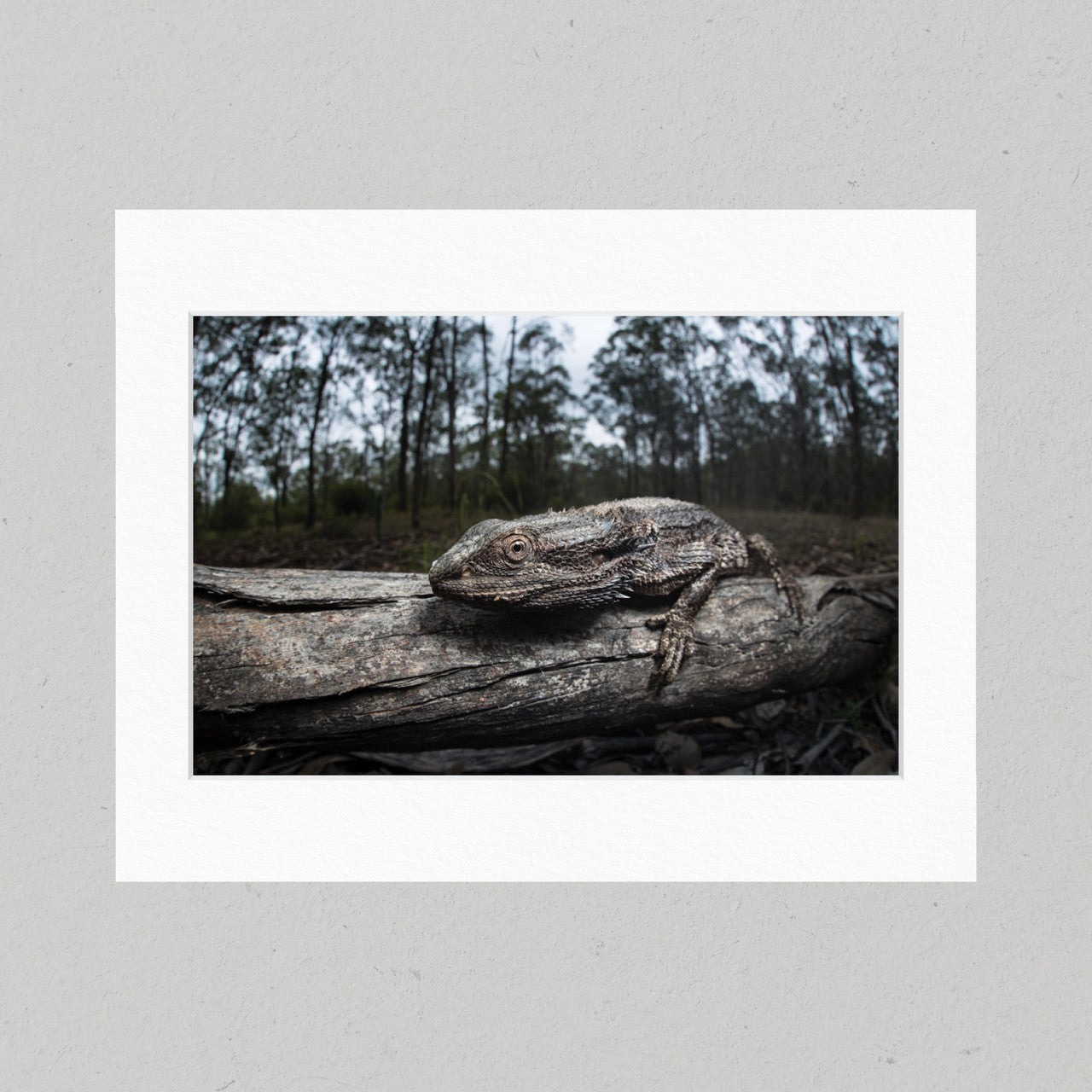 85 Bearded Dragon Matte Print