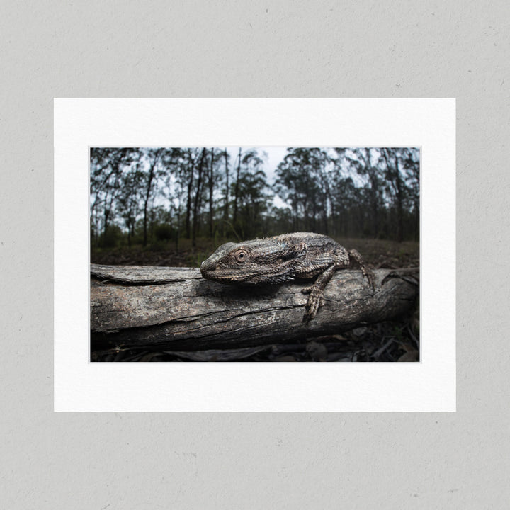 85 Bearded Dragon Matte Print