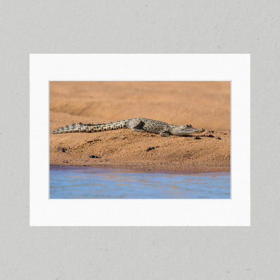 87 Baby Crocodile Matte Print