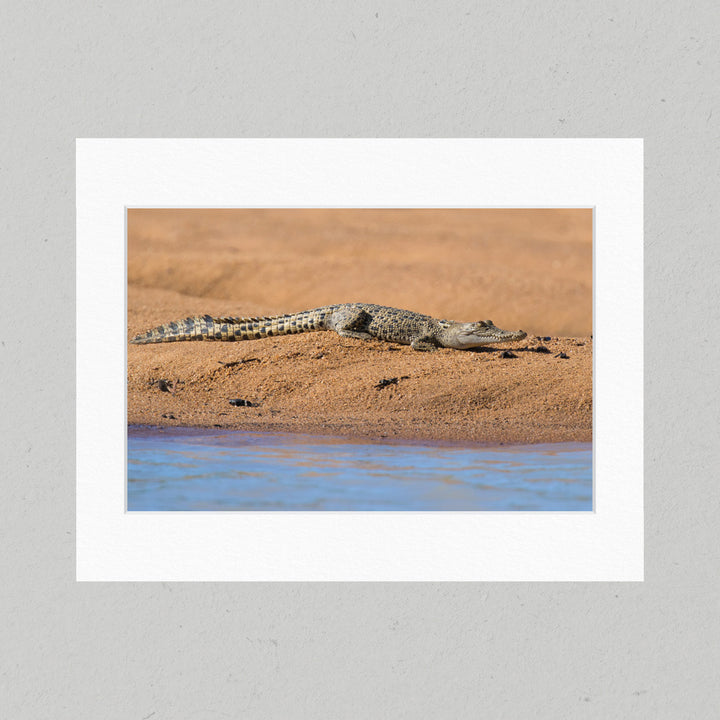 87 Baby Crocodile Matte Print
