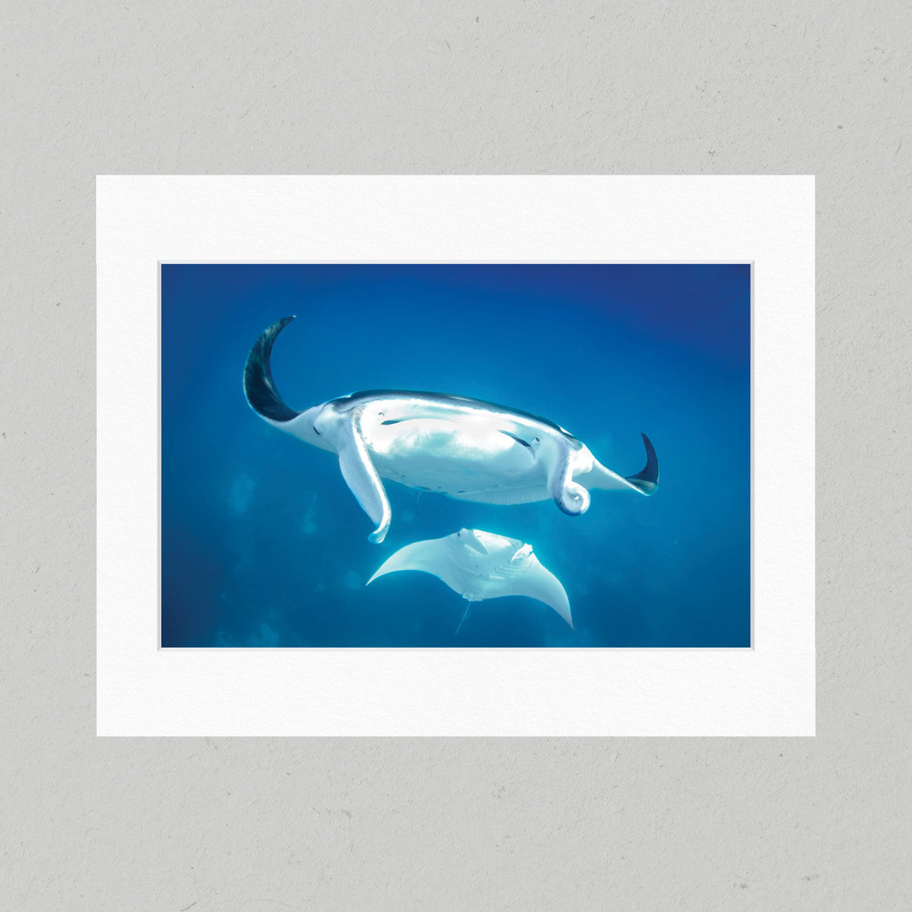 54 Courting Mantas Matte Print