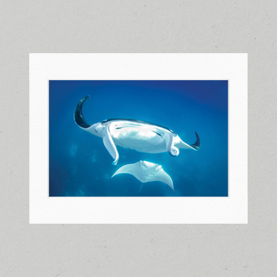 54 Courting Mantas Matte Print