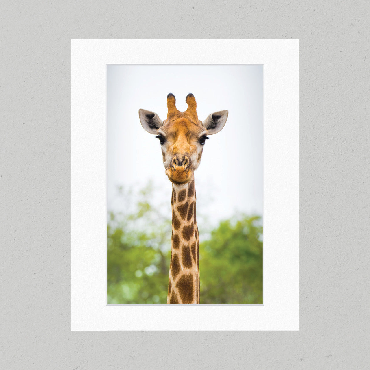 Giraffe 04GP Matte Print