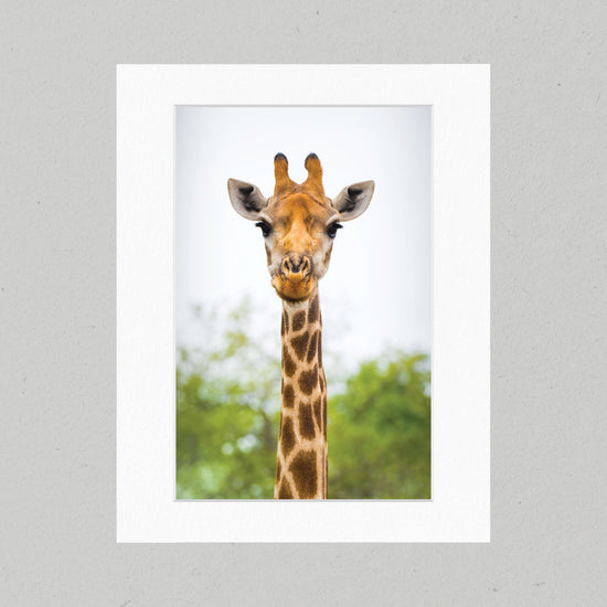 Giraffe 04GP Matte Print