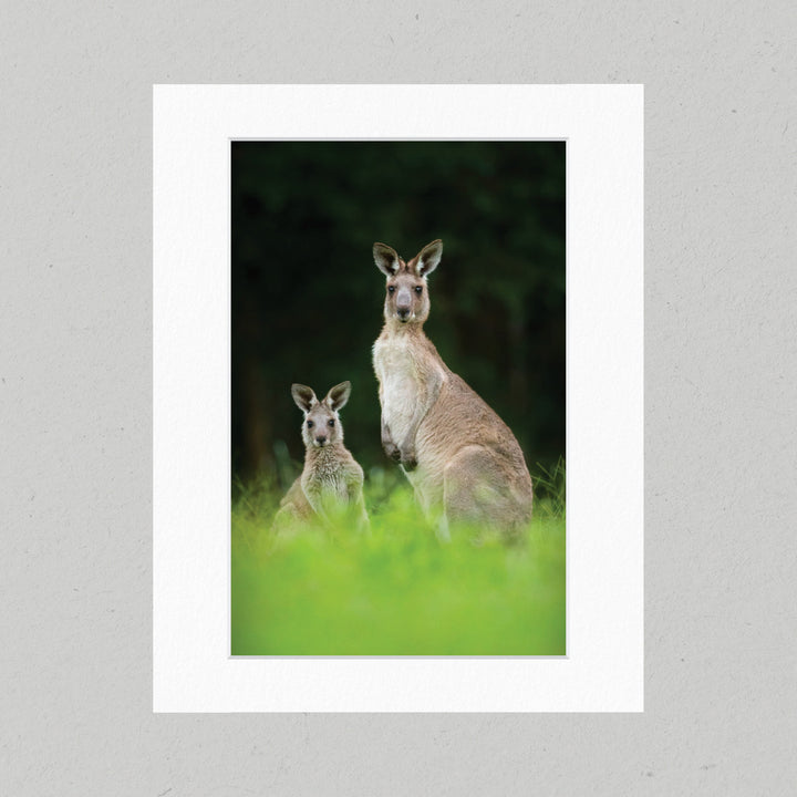 Kangaroos 06GP Matte Print