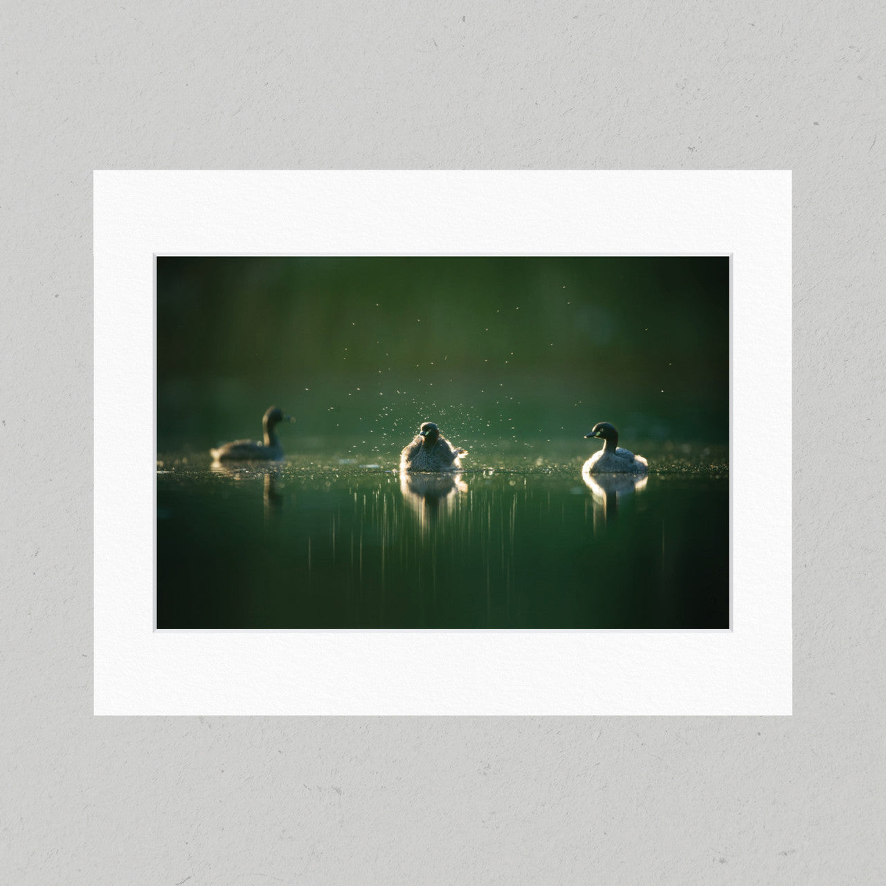 35 Australasian Grebes Matte Print
