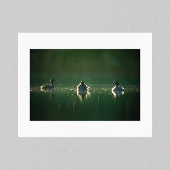 35 Australasian Grebes Matte Print
