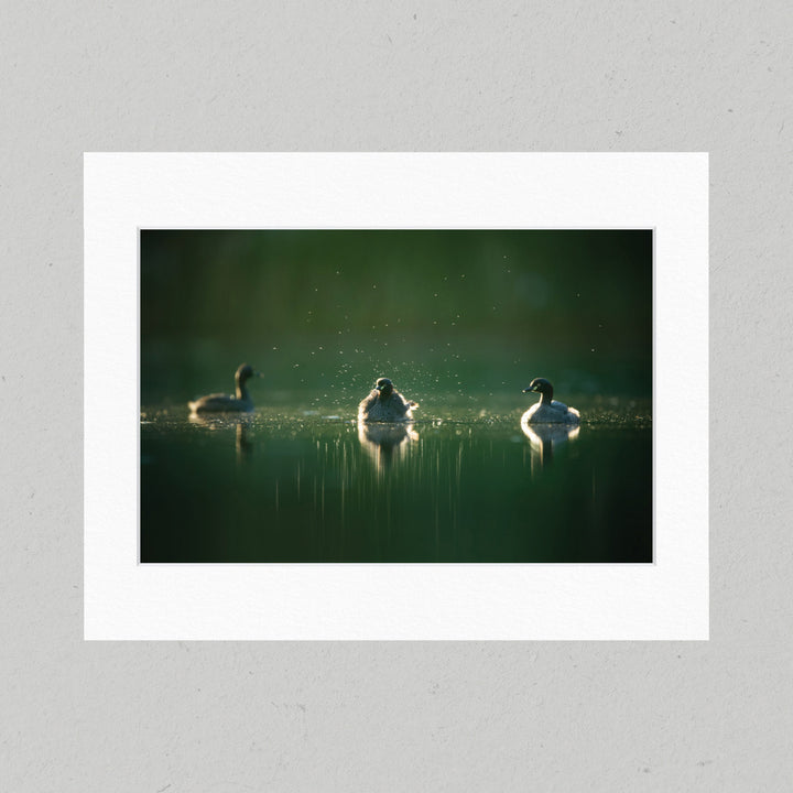 35 Australasian Grebes Matte Print