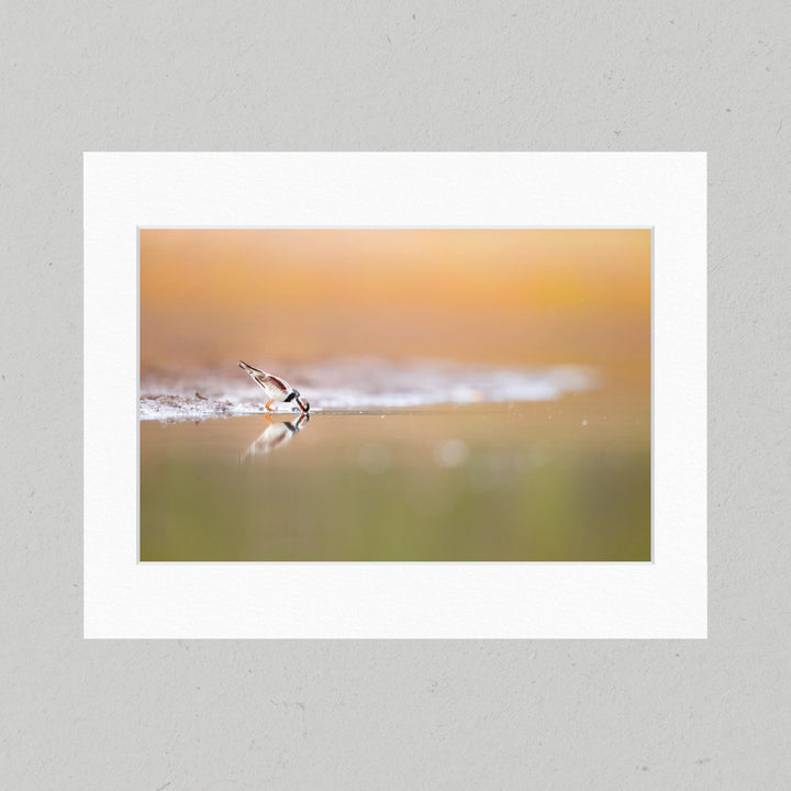 36 Black-fronted Dotterel Matte Print