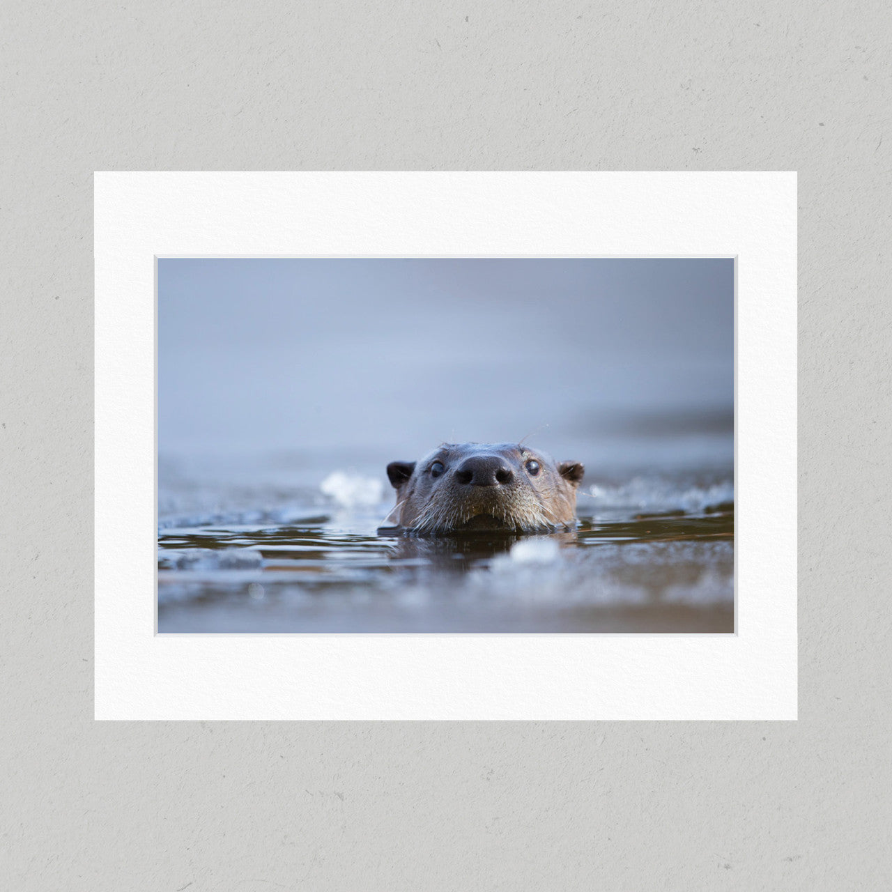 74 River Otter Matte Print