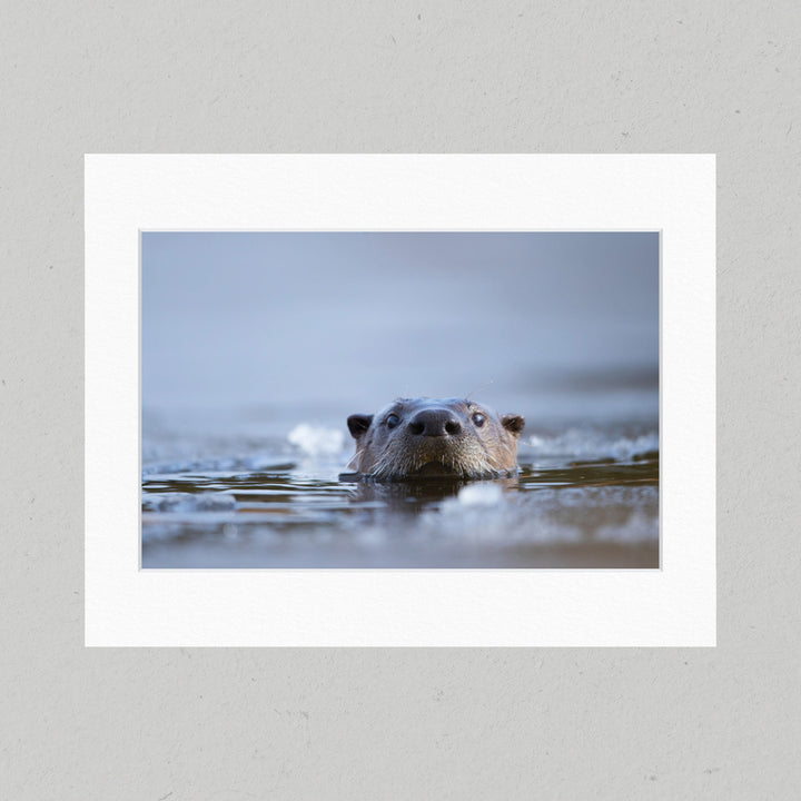 74 River Otter Matte Print